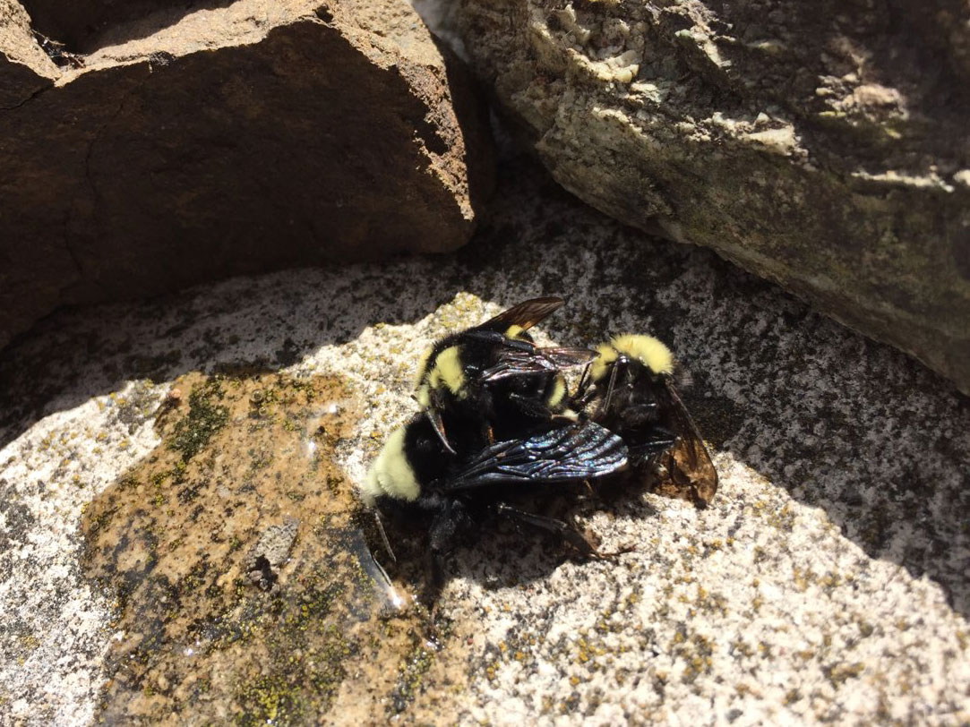 Yellow-faced bumble bee family