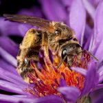 Sweat bee on aster