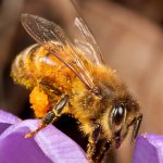 Honey bee on crocus