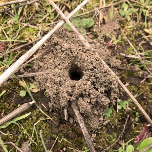 Ground-nesting bee hole