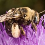 Long-horned bee on thistle