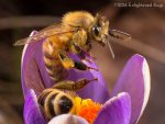 Honey bee workers