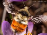 Black-tailed bumble bee queen