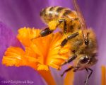Honey bee worker