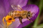 Honey bee worker