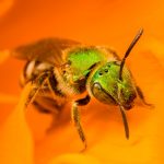 Metallic green sweat bee