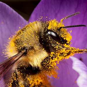 Bumble bee queen