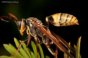 Western paper wasp