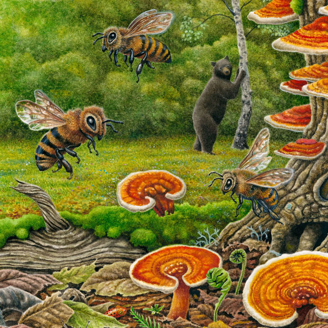 Bees and mushrooms