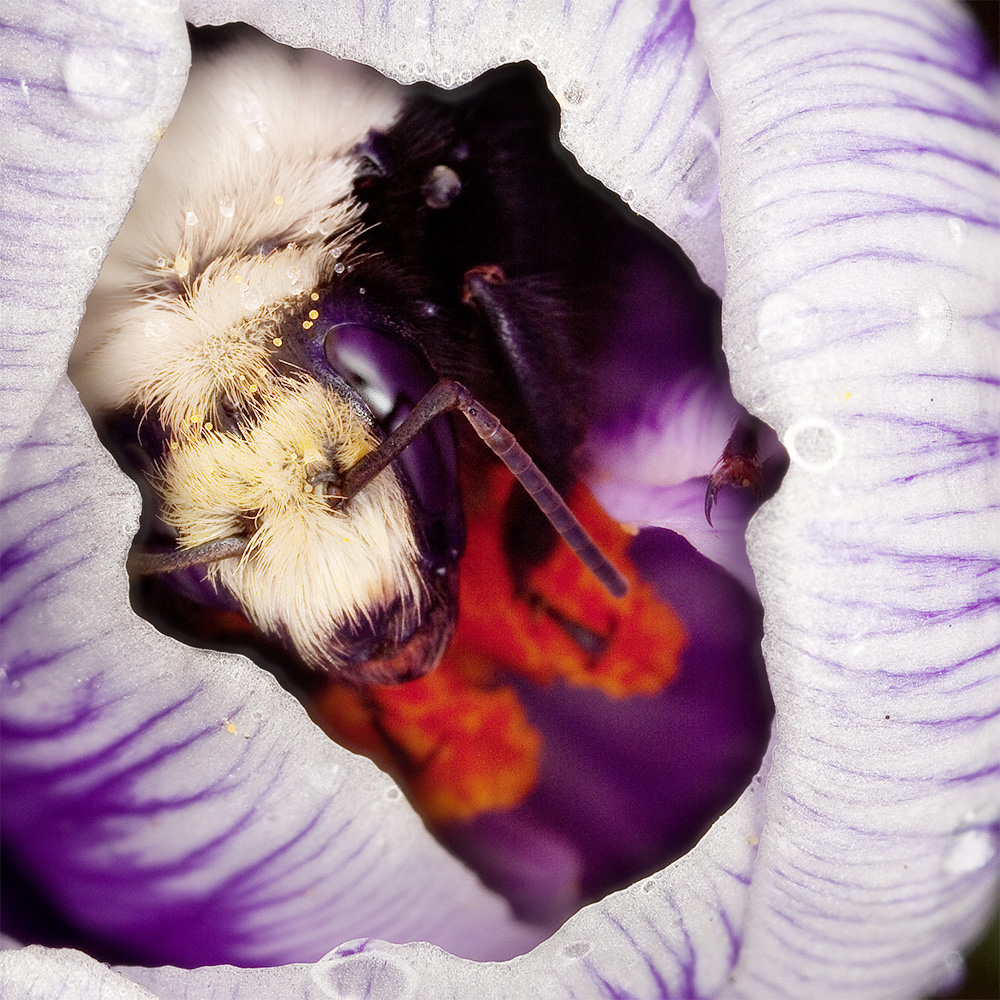 Bumble bee queen sheltering inside closing crocus
