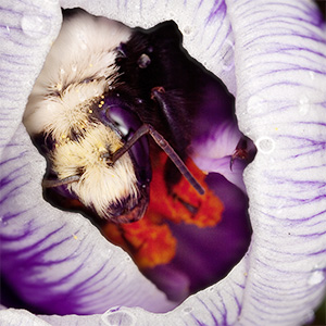 Bumble bee sleeps in flower