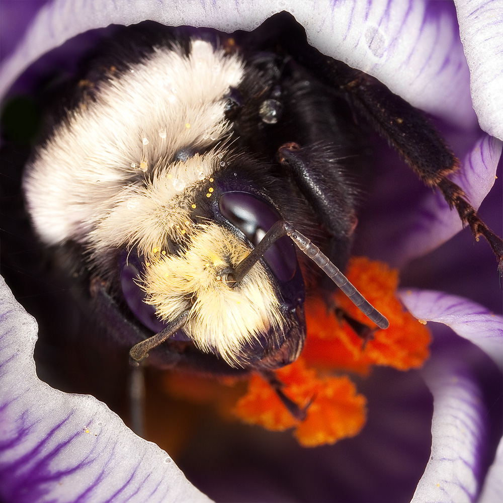 Bumble bee queen emerging from opening crocus