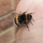 Bumble bee on hand