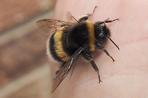 Bumble bee warming on hand