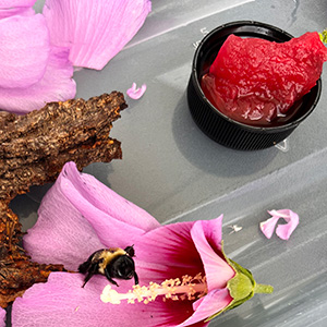 Buzz Buzz explores her new flowers, a chunk of watermelon in her dish nearby