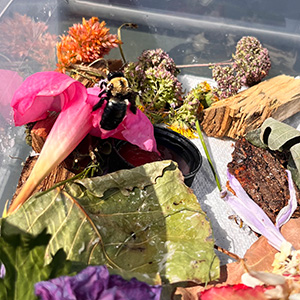 Buzz Buzz enjoys an array of colors and textures in her evolving habitat