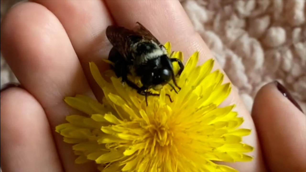 https://savebees.org/assets/shares/carpenter-bee-dandelion.jpg