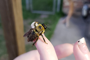 Eastern carpenter bee (male)